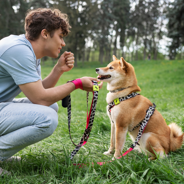 Leashes, Collars, & Harnesses